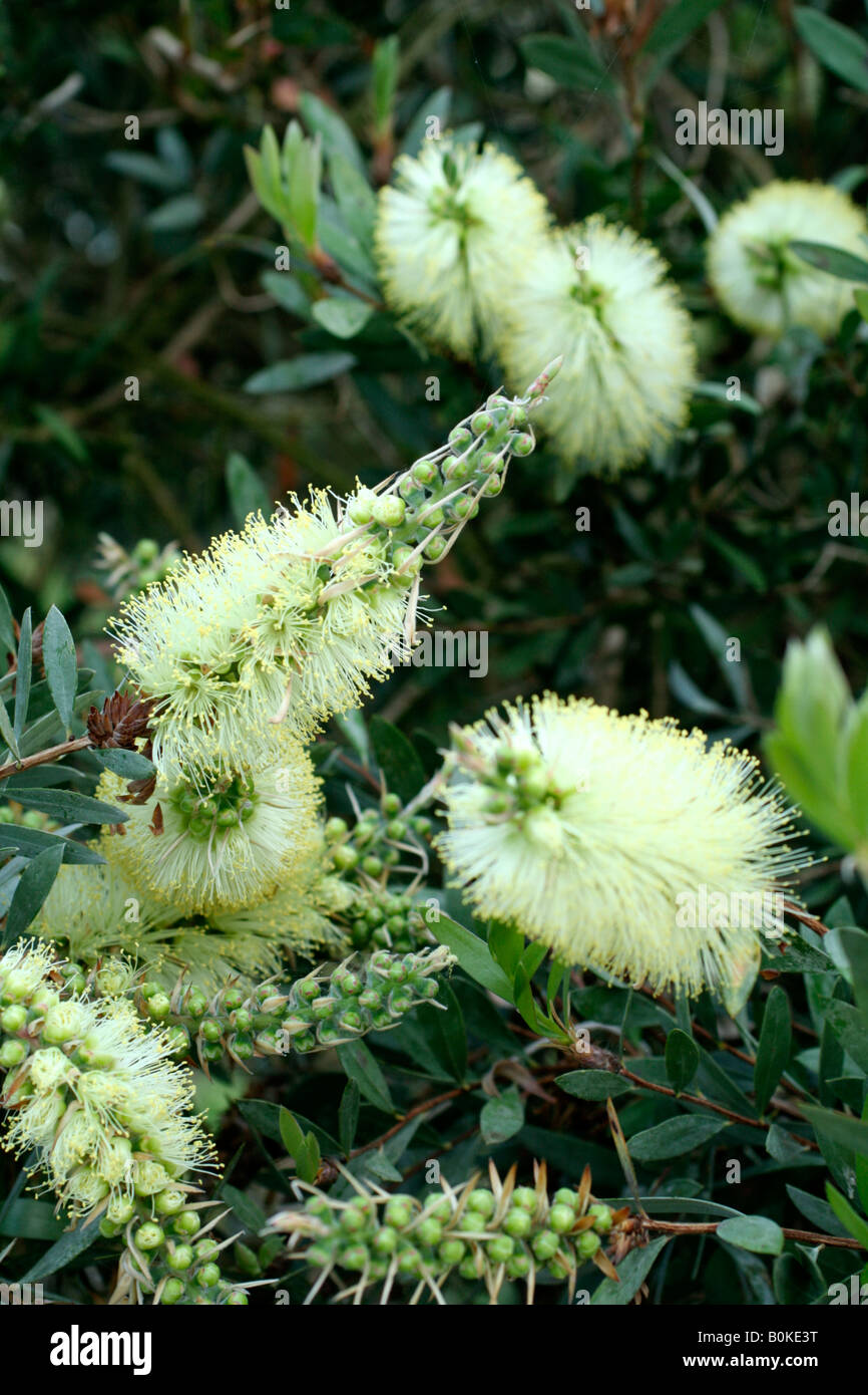 CALISTEMON SALIGNUS BOTTLEBRUSH australienne de l'AGA Banque D'Images