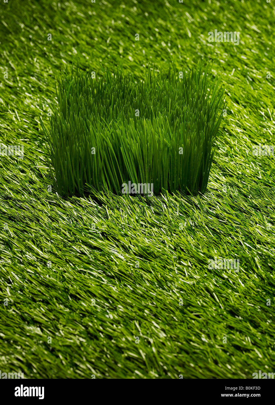 Grass Banque D'Images