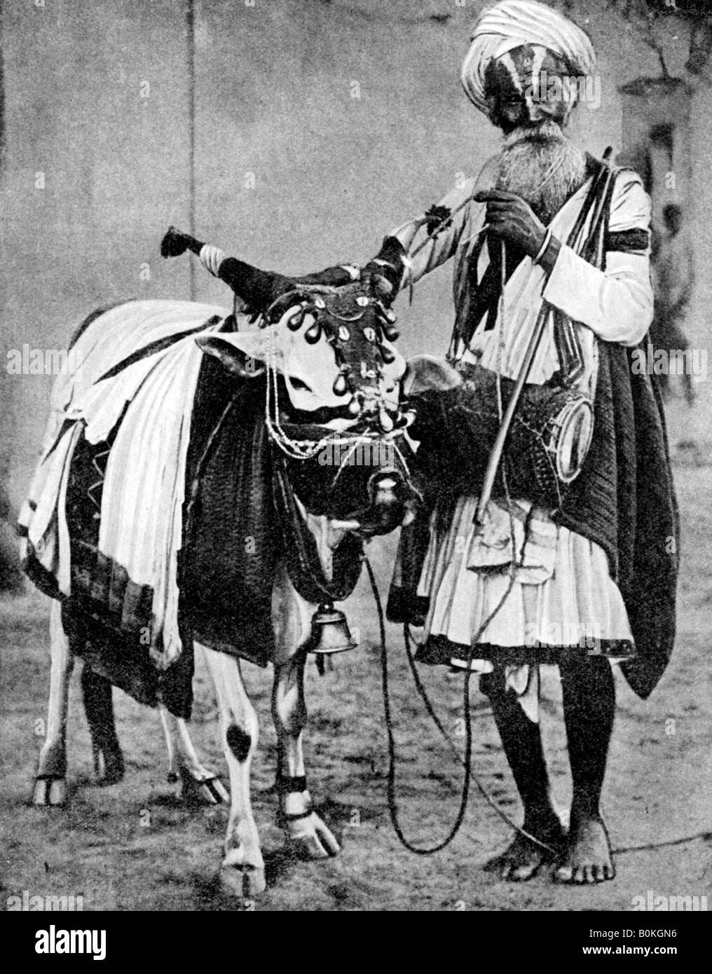 Vache sacrée vache avec hindou, l'Inde, 1936. Artiste : Inconnu Banque D'Images