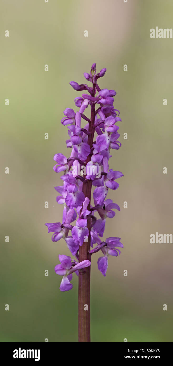L'Orchidée pourpre Orchis mascula fleur bois Gamlingay Cambridgeshire Banque D'Images