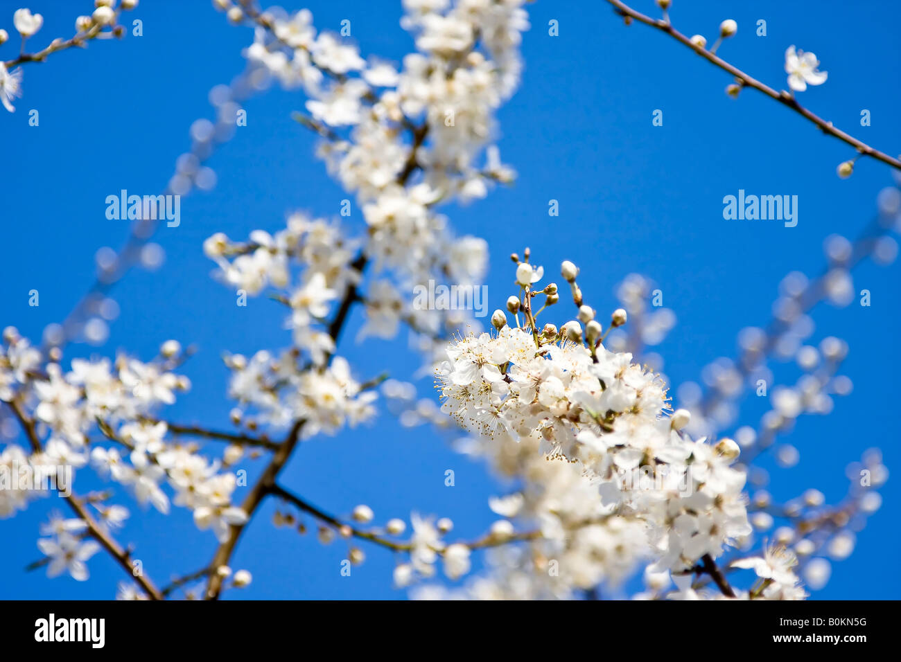 Les fleurs de cerisier blanc avec un ciel bleu clair des d o f Banque D'Images