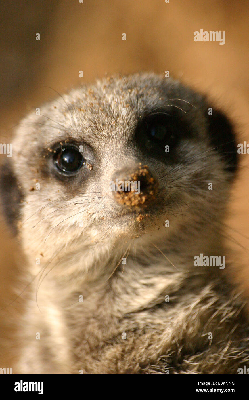 Meerkat Suricata suricatta on guard Banque D'Images