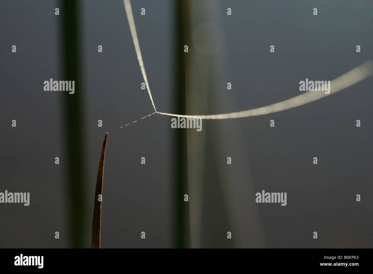 La rosée du matin sur un produit à partir d'un web spiders Banque D'Images