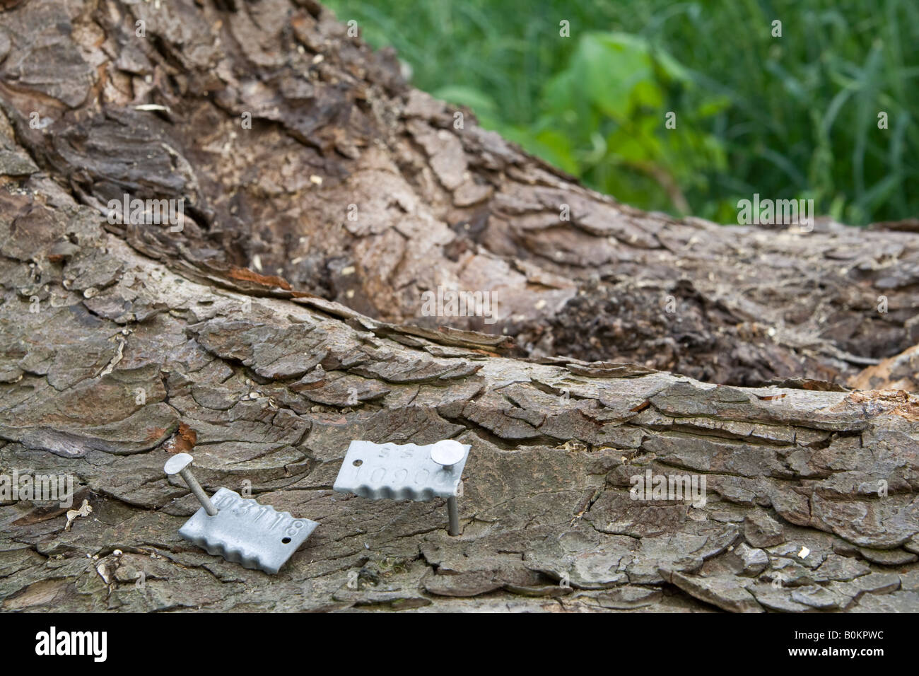 Tags arbre sur un arbre, au Royaume-Uni. Banque D'Images