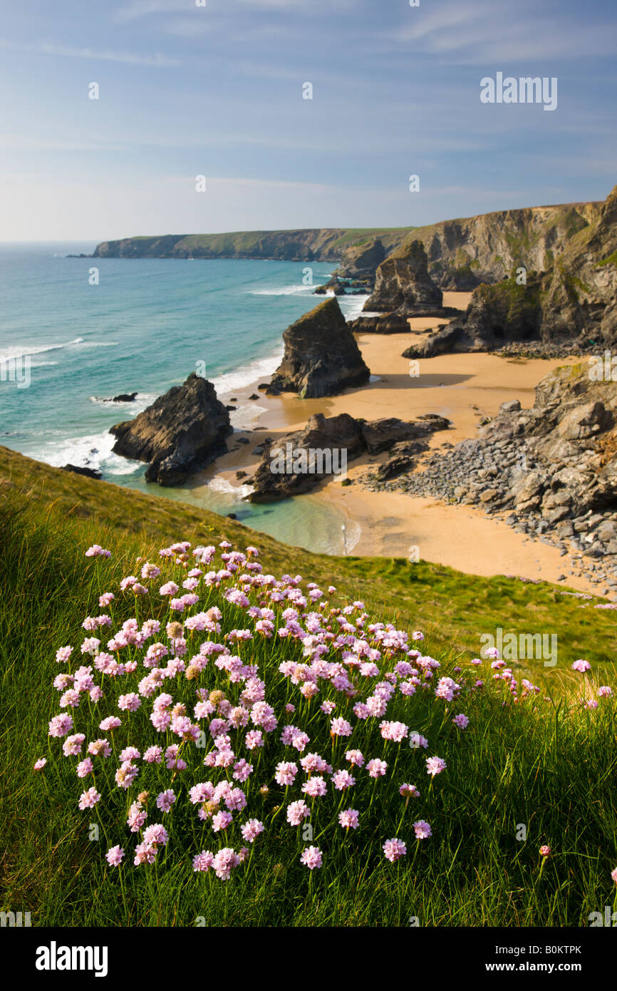 L'économie de plus en plus sur la clifftops surplombant Bedruthan Steps North Cornwall, Angleterre Banque D'Images