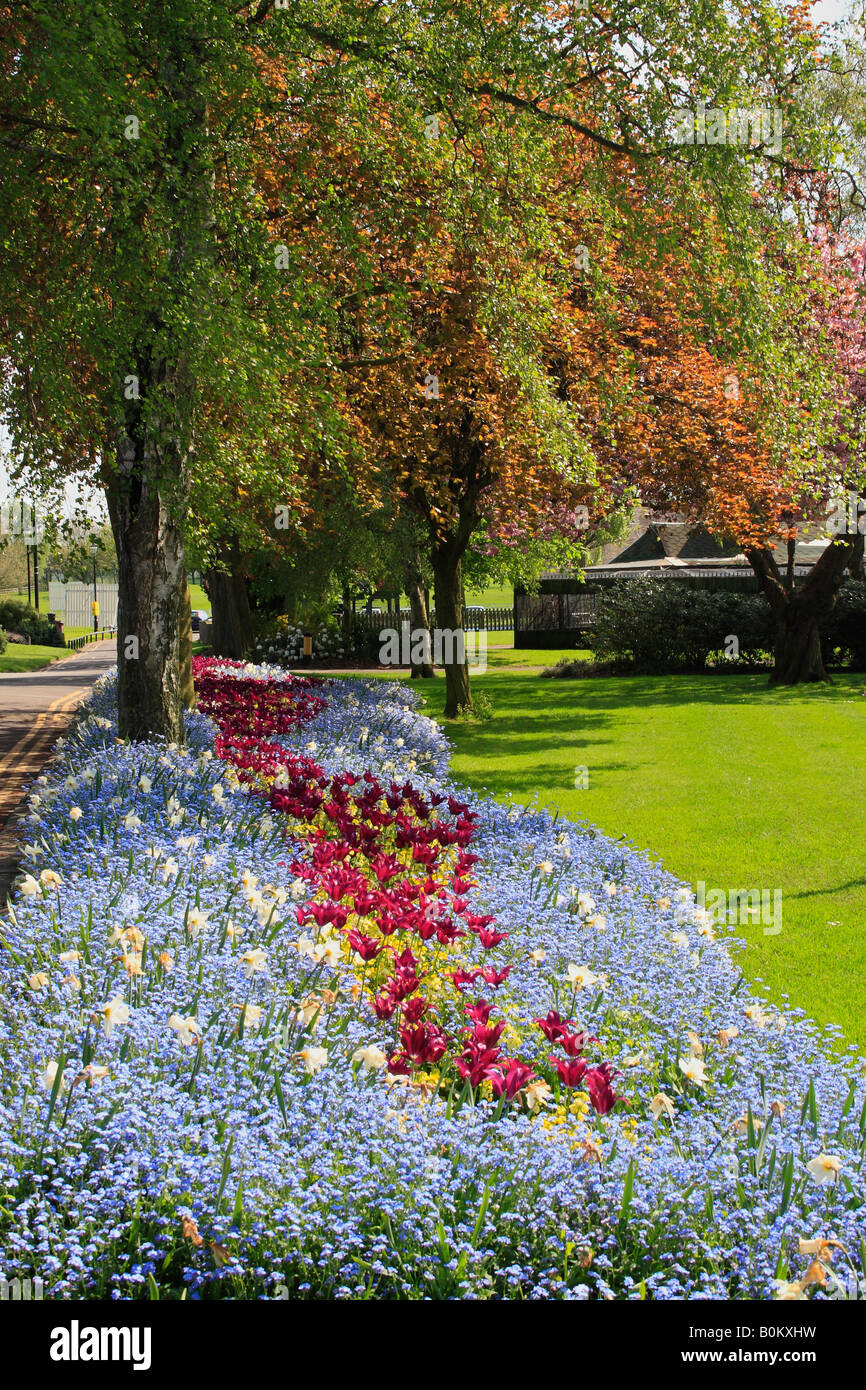 Plantes à massif de printemps dans le parc de bien-être mineurs Bedworth Warwickshire Angleterre Banque D'Images