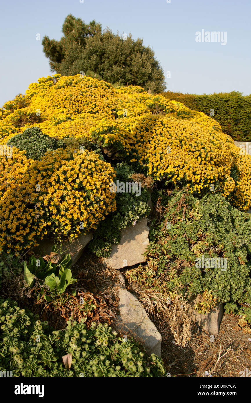 L'ajonc Genista hispanica espagnol Banque D'Images