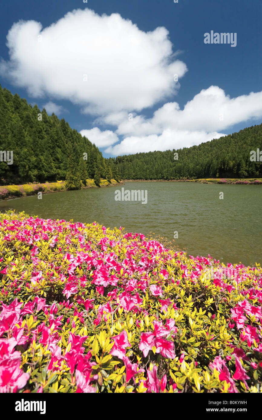 Empadadas azalées fleurir à proximité Lacs de l'île de São Miguel Açores Portugal Banque D'Images