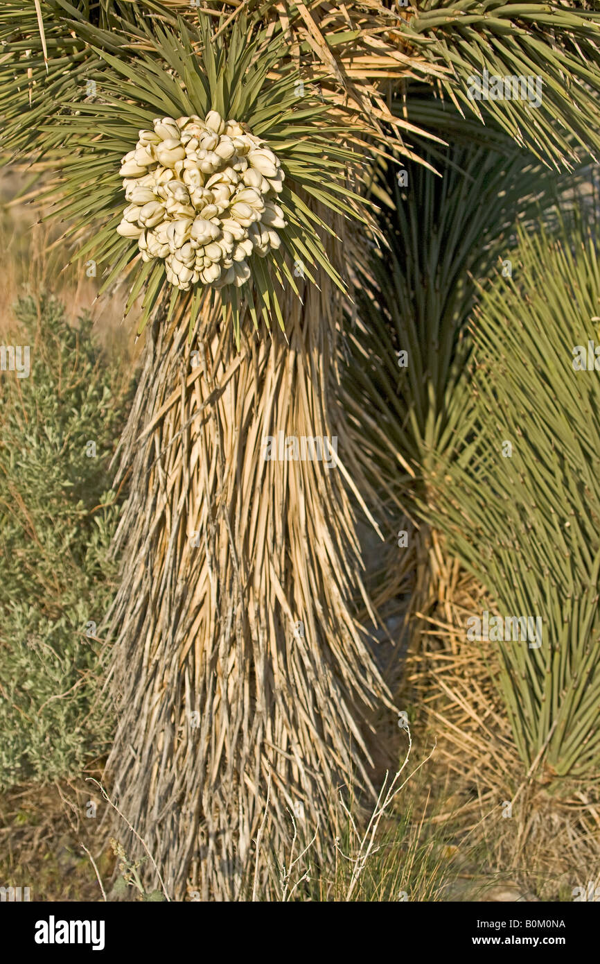 Fleur de The Joshua Tree Banque D'Images