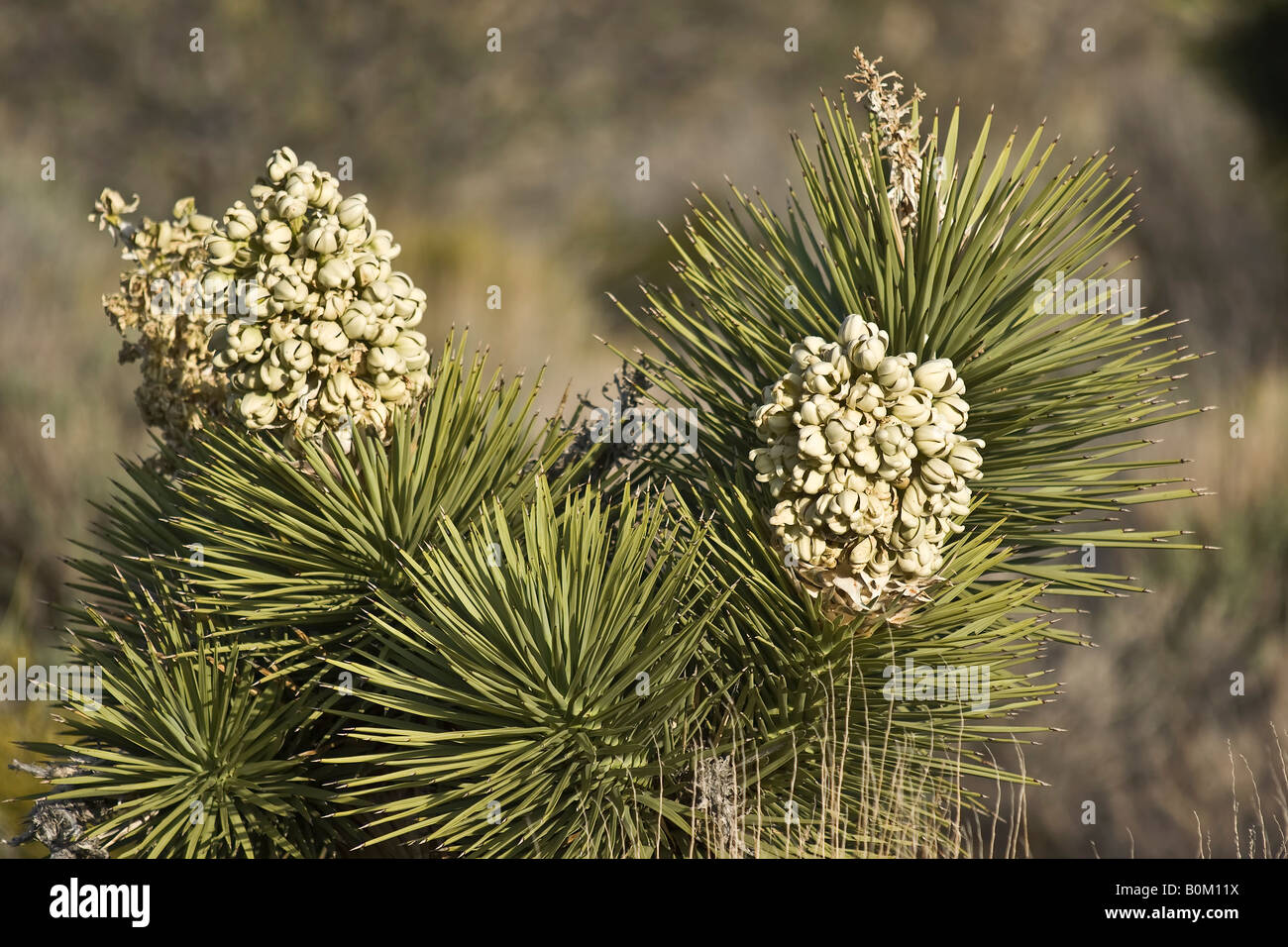 Fleur de The Joshua Tree Banque D'Images