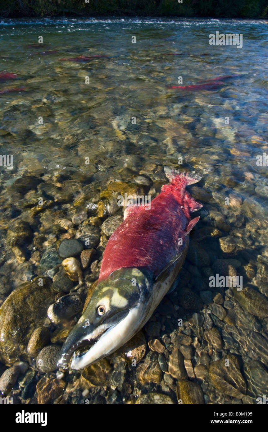 Le saumon rouge, hommes morts après la fraie dans la rivière Adams, BC Canada Banque D'Images