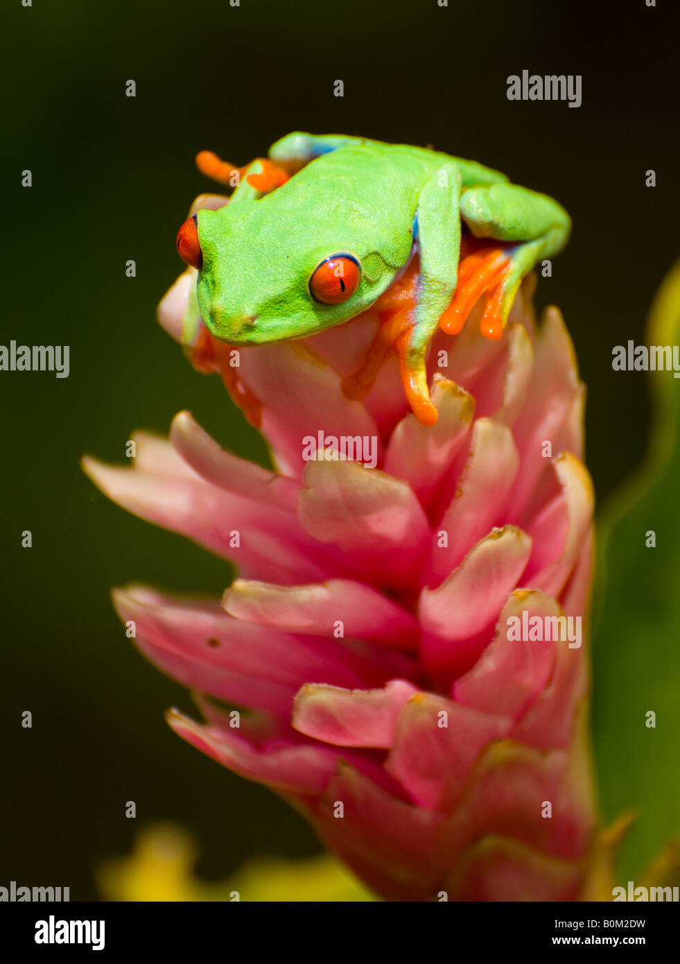 COSTA RICA Red eyed Tree Frog sur Agalychis Calydrias Fleur de Gingembre Asiatique Banque D'Images