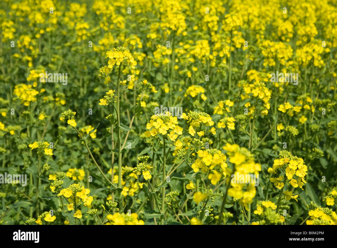 Gros plan d'un champ de fleurs de colza jaune vif en fleurs sur des tiges vertes sous la lumière naturelle du soleil, mettant en valeur un paysage agricole dynamique. Banque D'Images