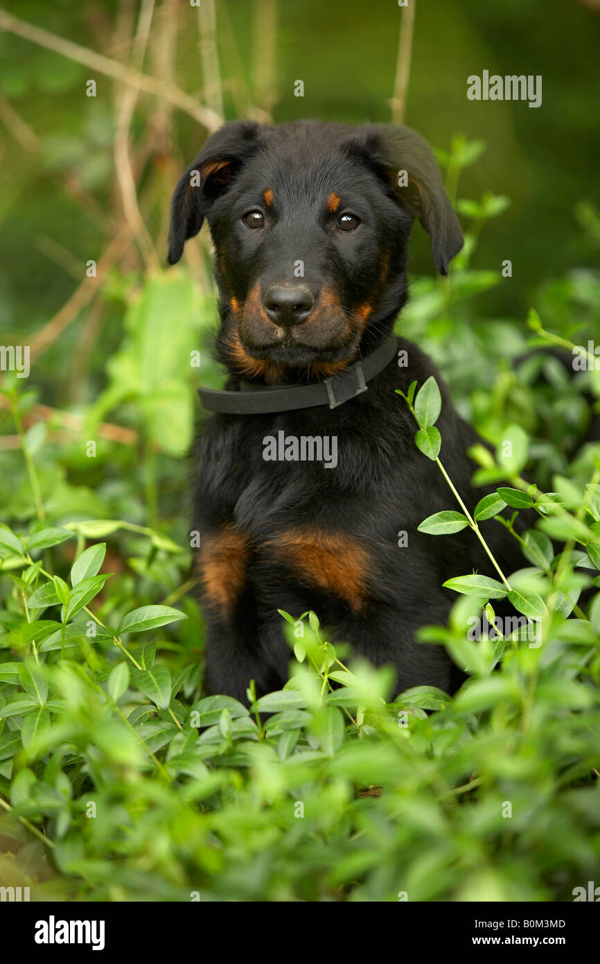Portrait d'un chiot Beauceron Photo Stock - Alamy