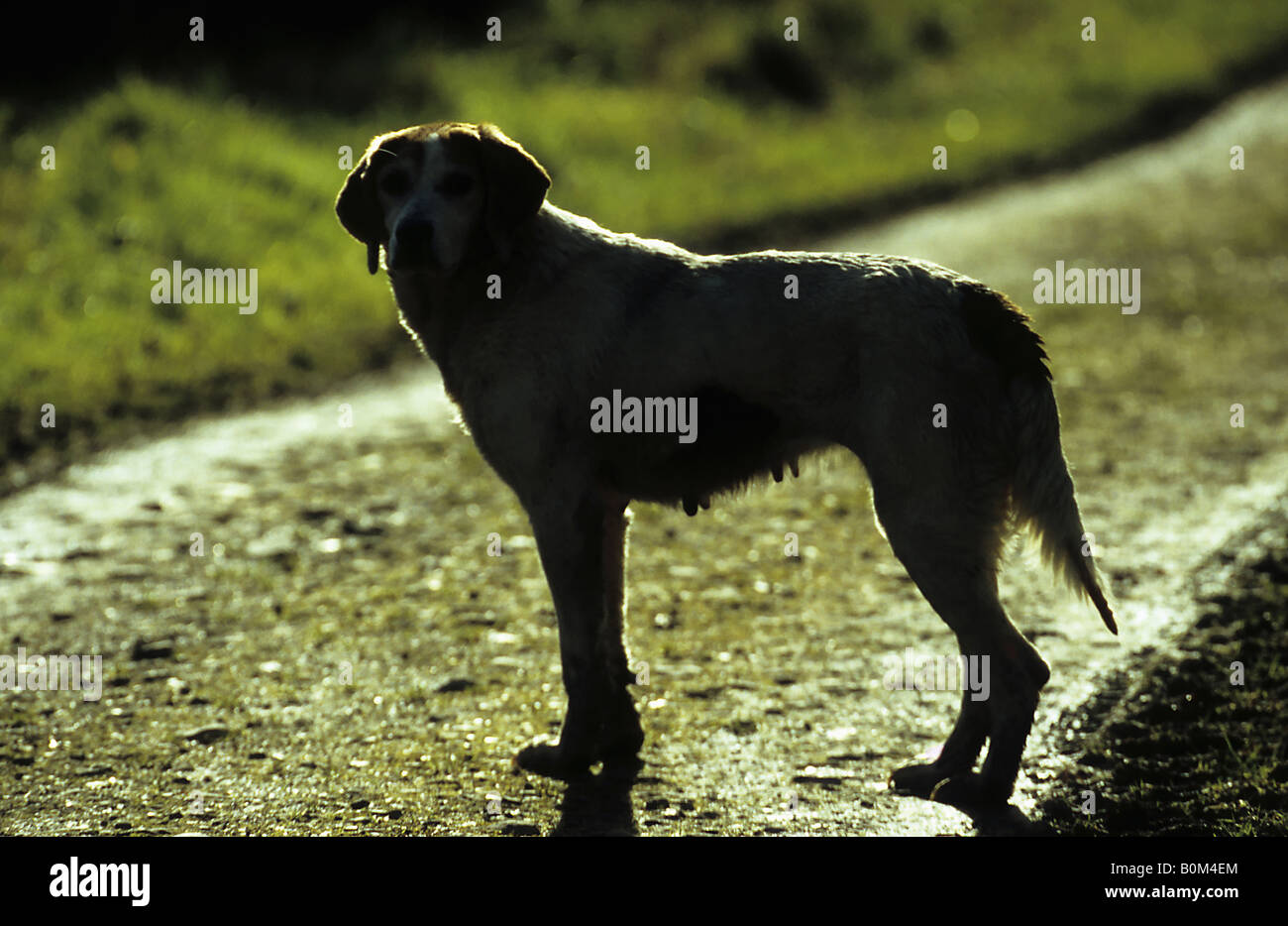 Chien de chasse. Banque D'Images