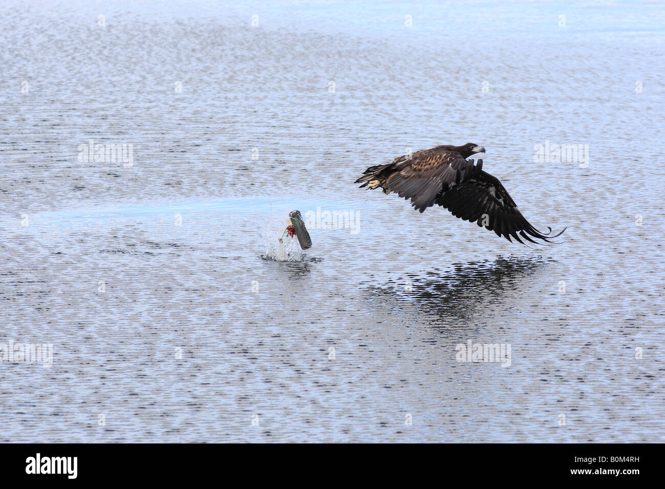 Une mer à queue blanche (Haliaeetus albicilla) swooping sur un leurre de formation Banque D'Images