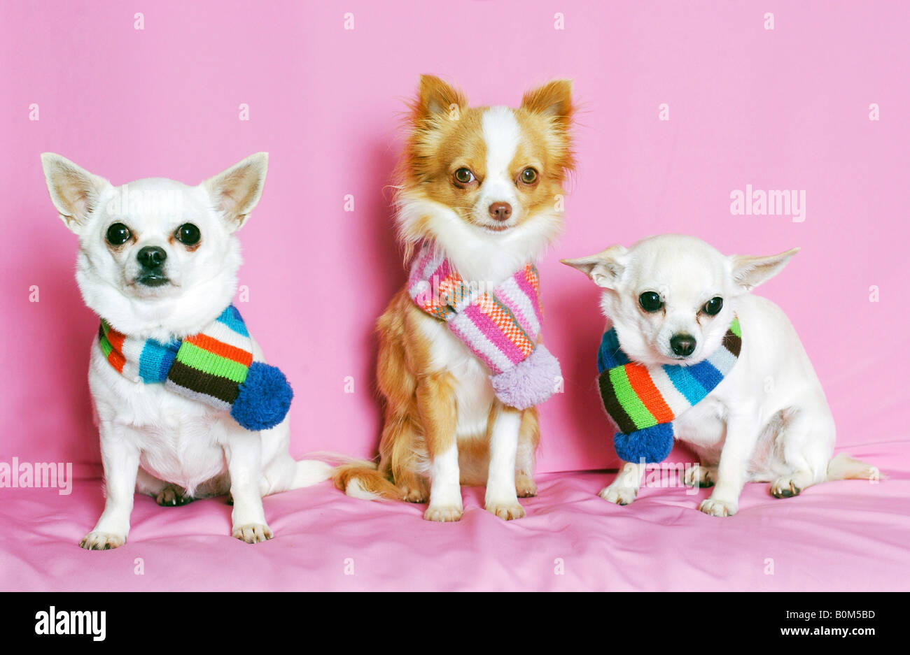 Trois chiots chihuahua en foulards Banque D'Images