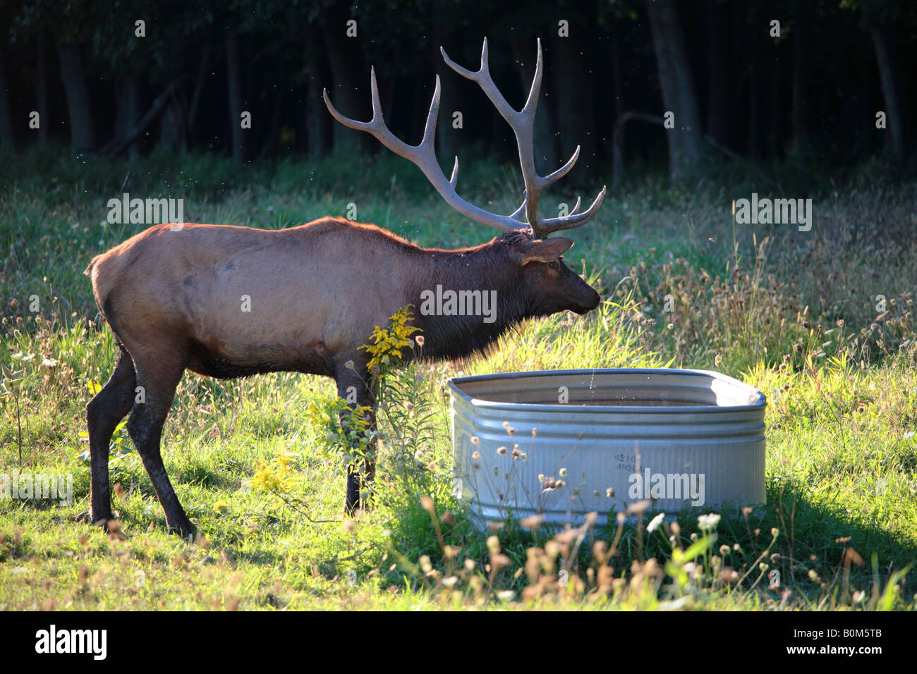 Wapiti Cervus elaphus Wapiti AKA À ELK GROVE VILLAGE, Illinois USA Banque D'Images