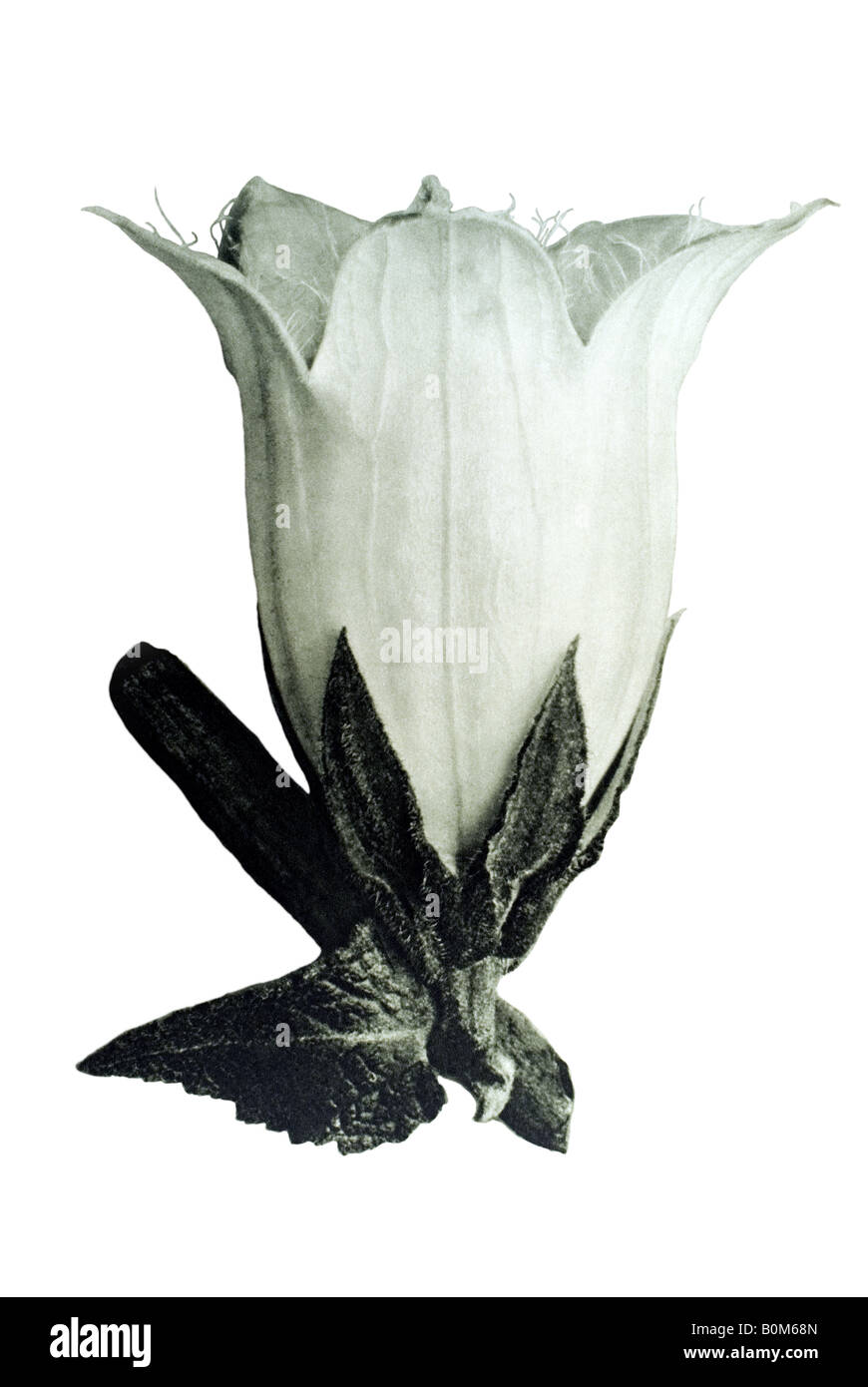 Campanula alliarifolia, Glockenblume, Bell-flower Banque D'Images