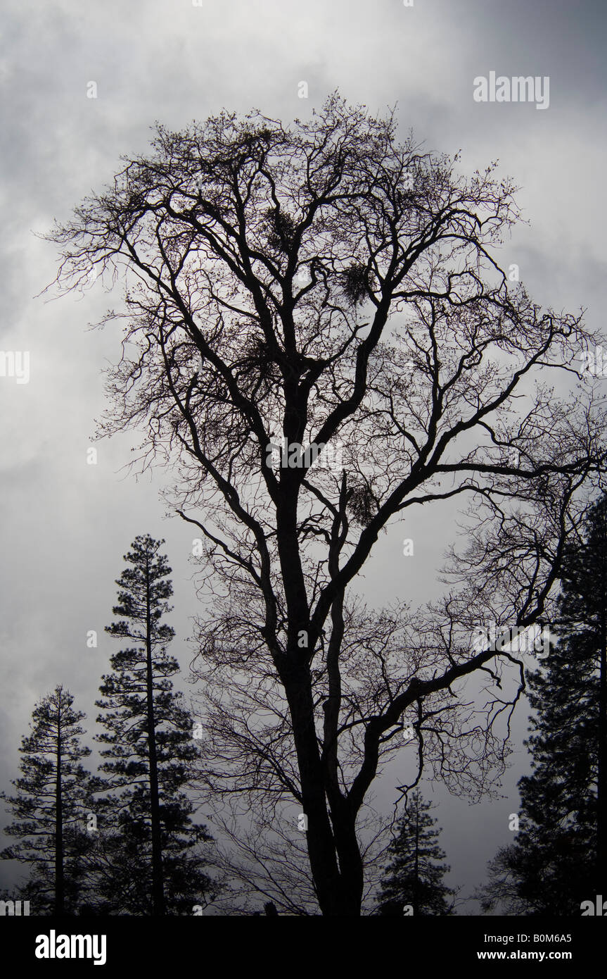 Arbre de chêne et les nuages de tempête dans la vallée de Yosemite Yosemite National Park California Banque D'Images