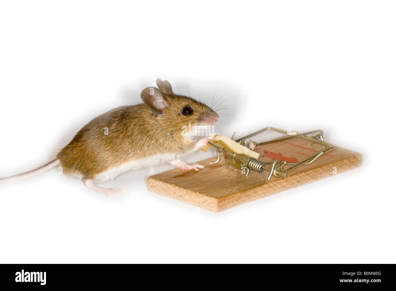 La souris sur le point de prendre l'appât de fromage sur une souricière  Photo Stock - Alamy