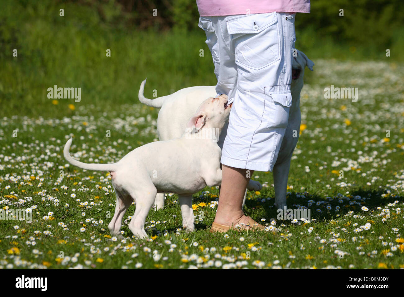 Dog biting leg Banque de photographies et d'images à haute résolution -  Alamy