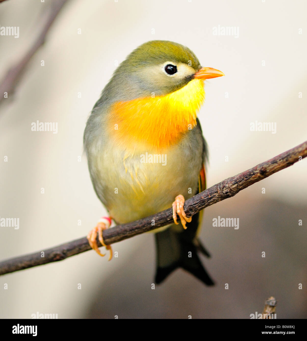 Bec rouge Leiothrix ( Peking Robin ) à London Zoo (usage éditorial uniquement) Banque D'Images