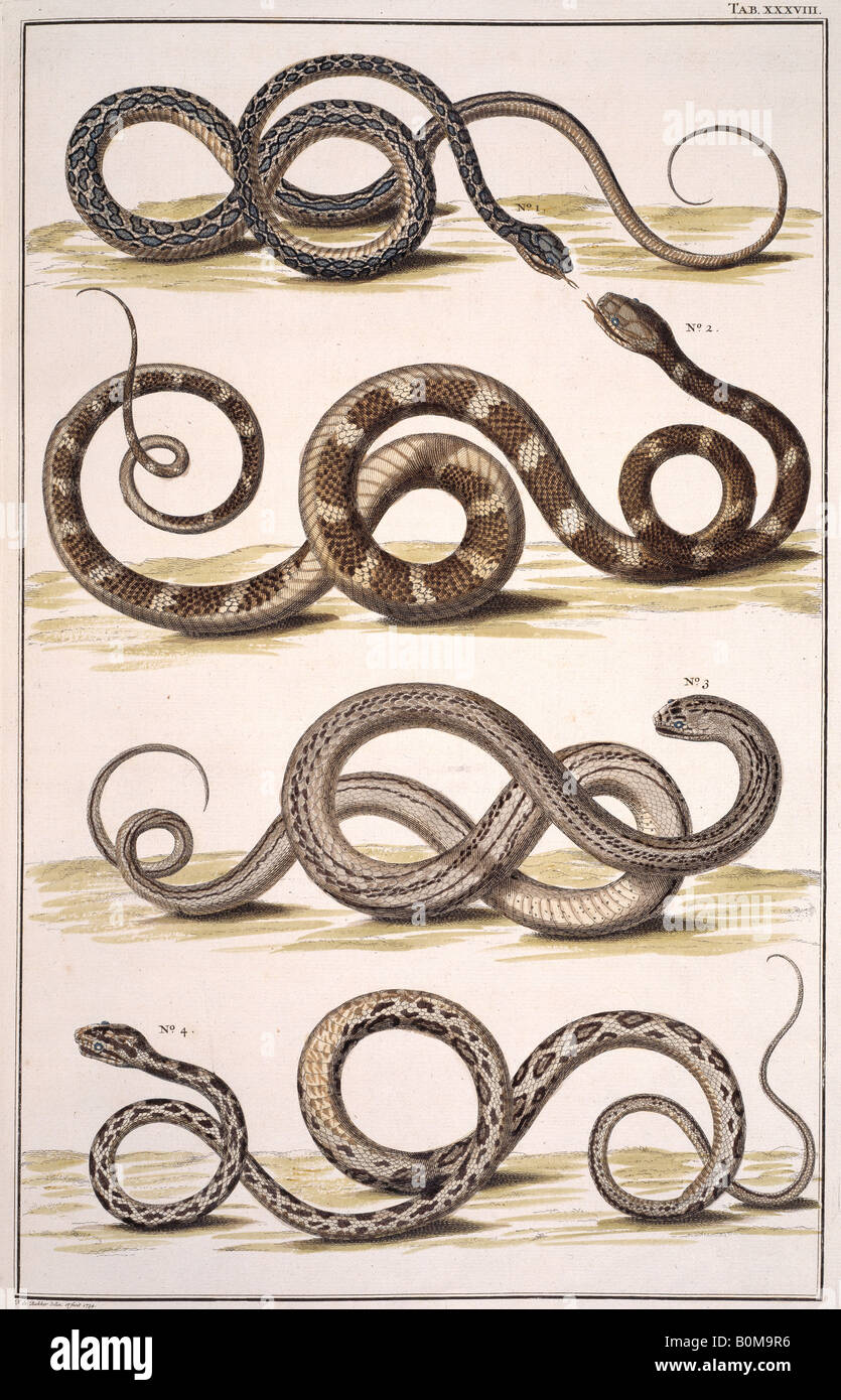 Les serpents par Albertus Seba Banque D'Images