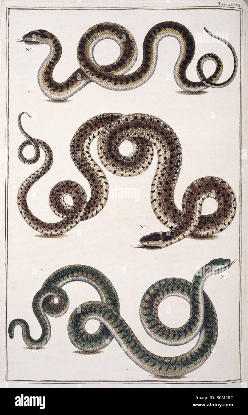 Les serpents par Albertus Seba Banque D'Images