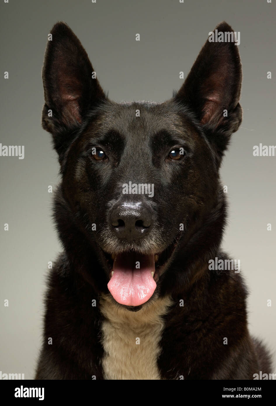 Portrait d'un mastiff Banque D'Images