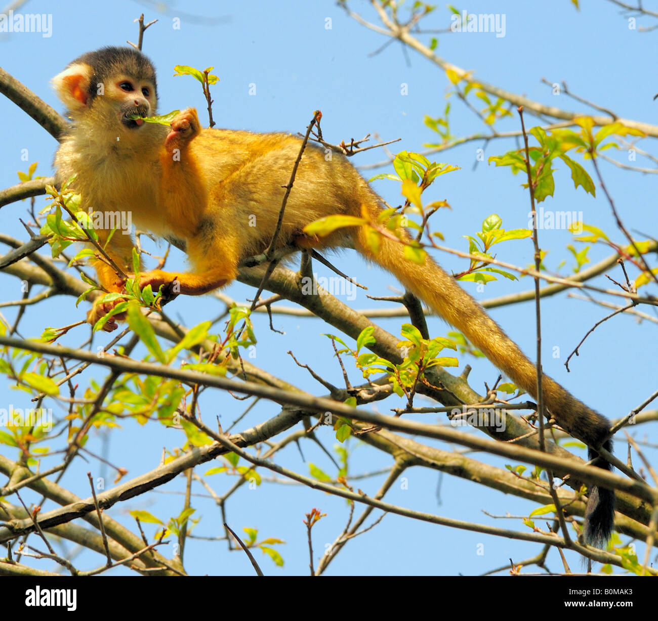 Singe de l'écureuil se nourrit de feuilles à ZSL London Zoo (usage éditorial uniquement) Banque D'Images