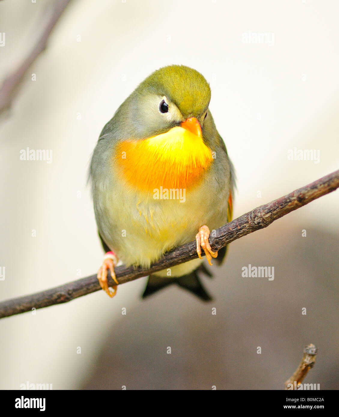 Bec rouge Leiothrix ( Peking Robin ) à London Zoo (usage éditorial uniquement) Banque D'Images