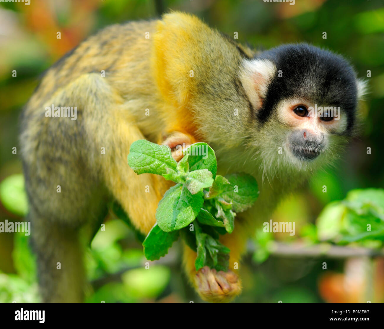 Singe de l'écureuil au ZSL London Zoo (usage éditorial uniquement) Banque D'Images