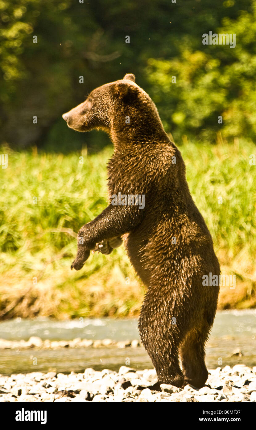 USA ALASKA Katmai National Park Point géographique grand ours brun à alert debout sur ses pattes de près de salmon stream Banque D'Images