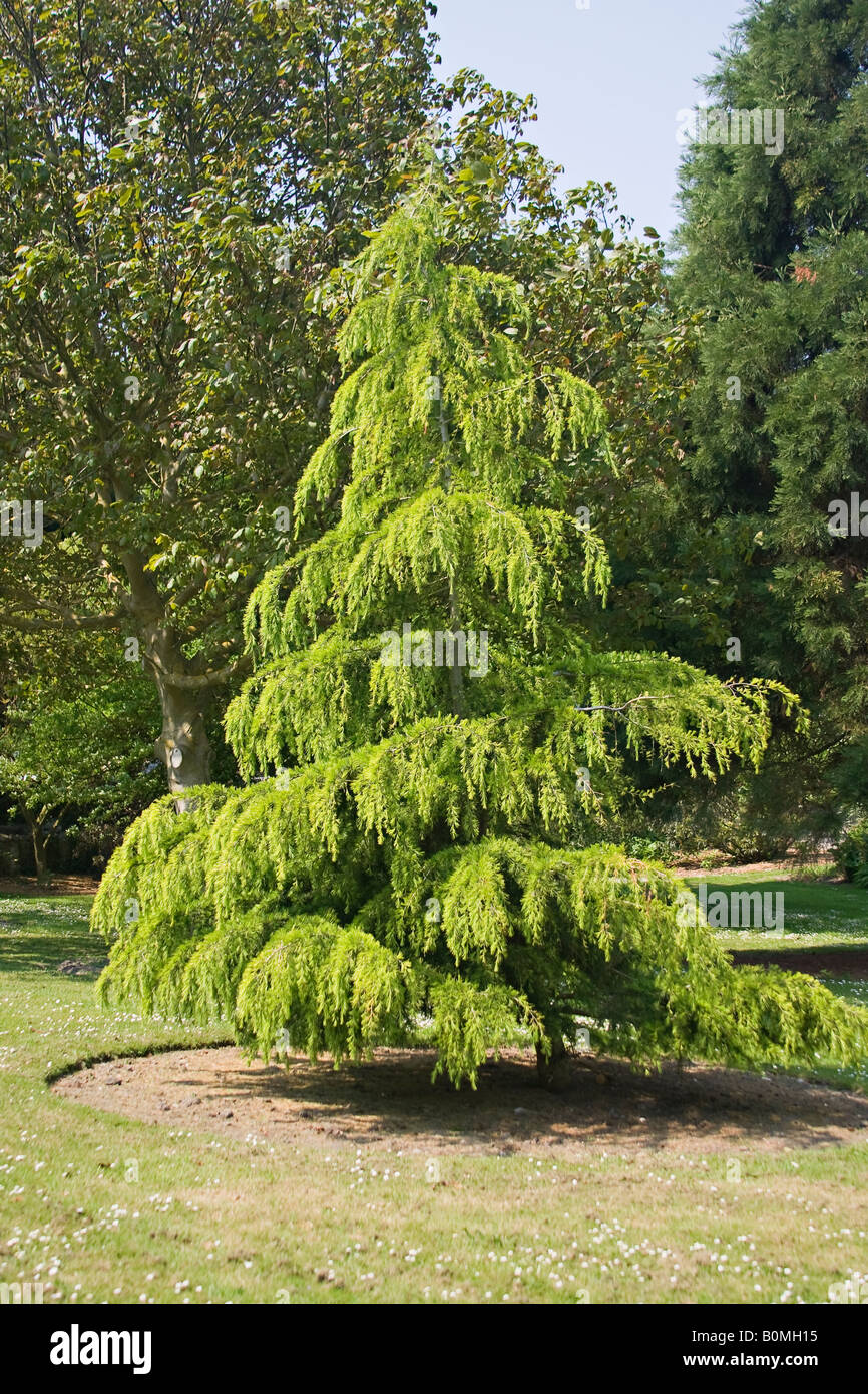 Cèdre de l'Atlantique (Cedrus Atlantica) au printemps Banque D'Images