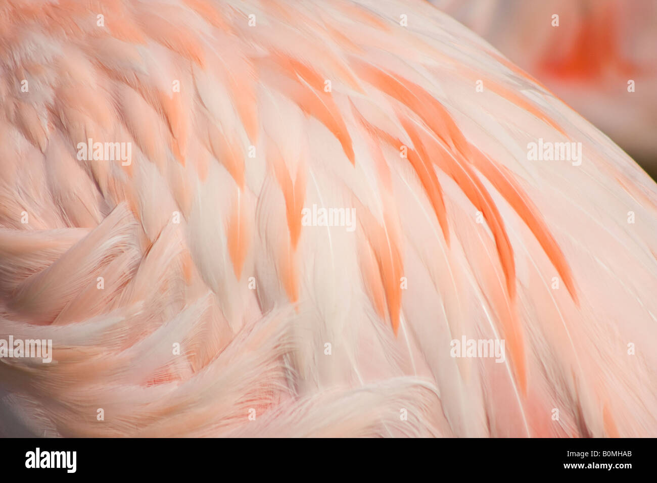 Gros plan sur les plumes roses orange d'un Flamingo Banque D'Images