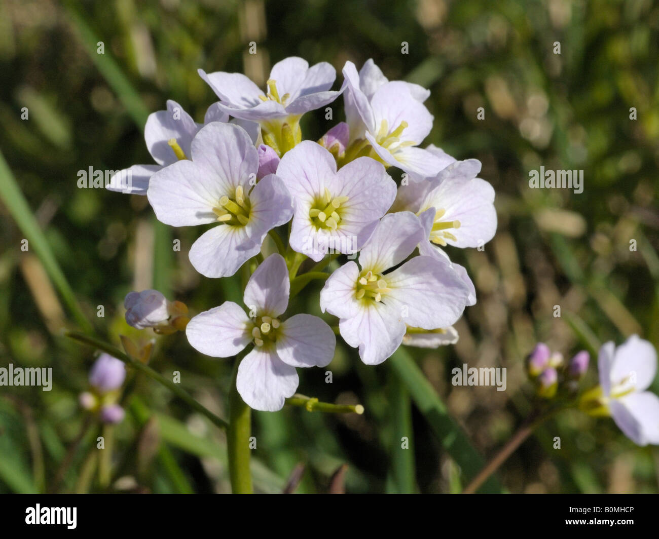 Cuckooflower ou Lady's Smock, cardamine pratensis Banque D'Images