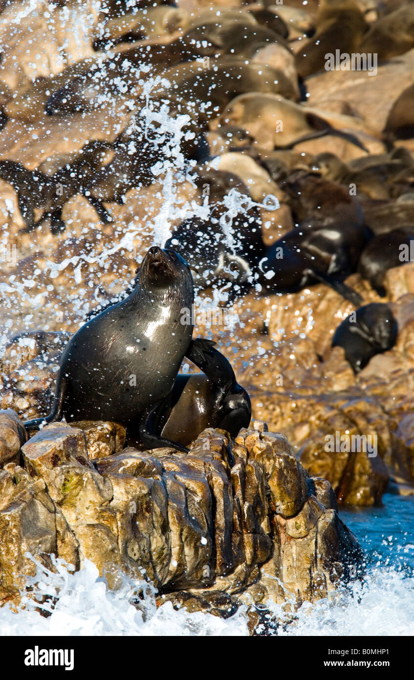 Close up African fur seal, Arctocephalus pusillus, assis sur des rochers avec une colonie de phoques, éclaboussé par les vagues, se grattant les' retour avec flipper Banque D'Images