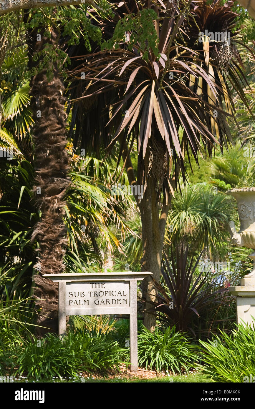 La sous-tropicales à Palm Garden Jardin botanique de Ventnor, île de Wight, Angleterre, RU Banque D'Images
