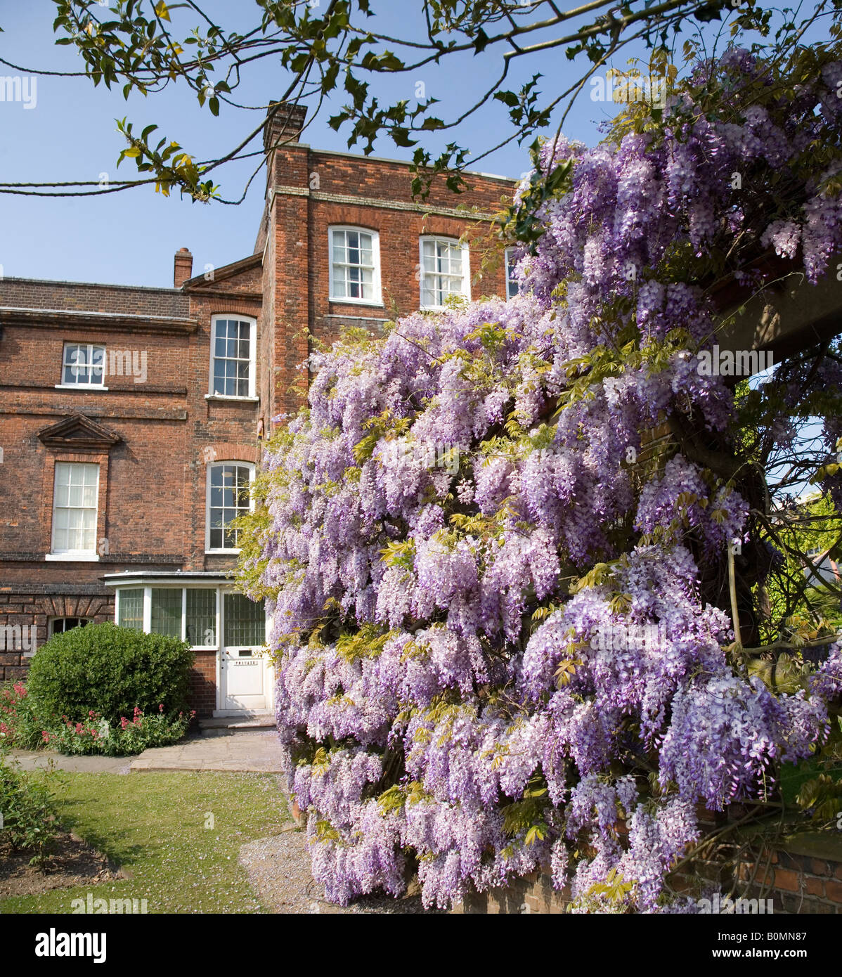 Fleurs de glycine À L'ENTRÉE DE Hollytrees Museum à Colchester, la plus ancienne ville inscrite en Grande Bretagne Banque D'Images