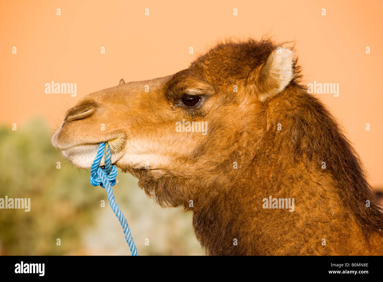 Le chameau sur le Sahara Maroc Banque D'Images
