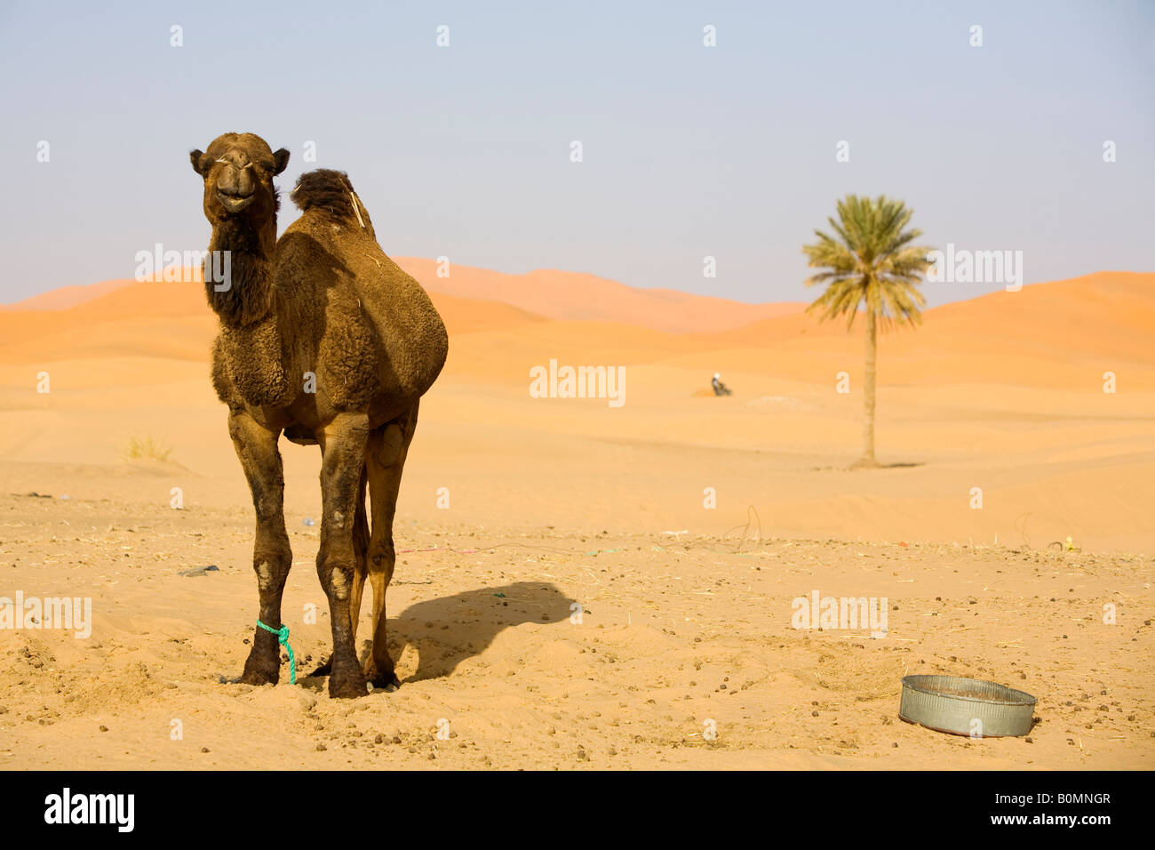 Lone chameau dans le désert de dunes de sable et palm Banque D'Images