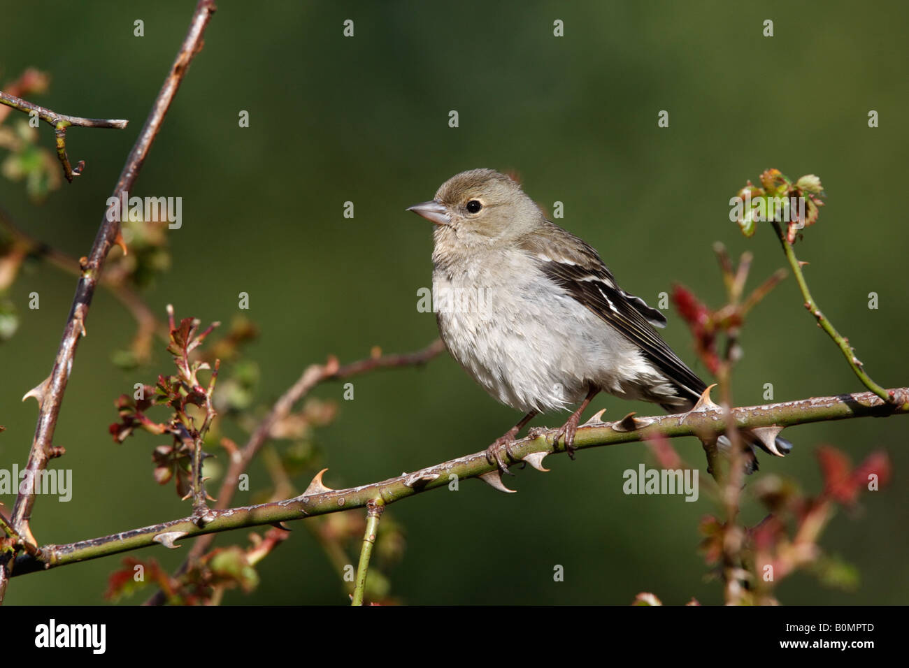 Chaffinch Fringilla coelebs femme Espagne printemps Banque D'Images
