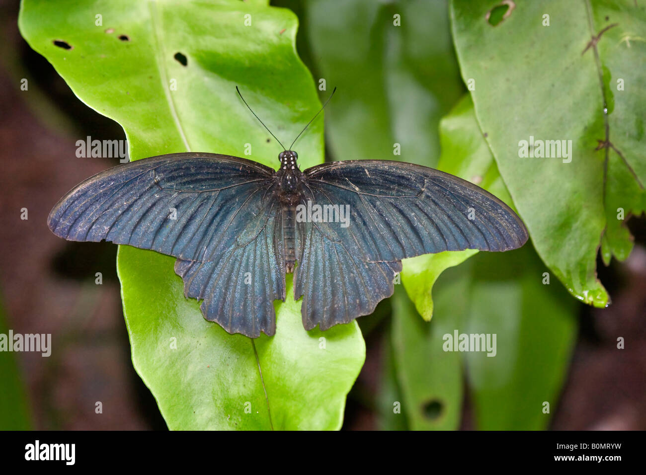 Un homme grand Mormon papilio memnon agenor forme papillon Banque D'Images