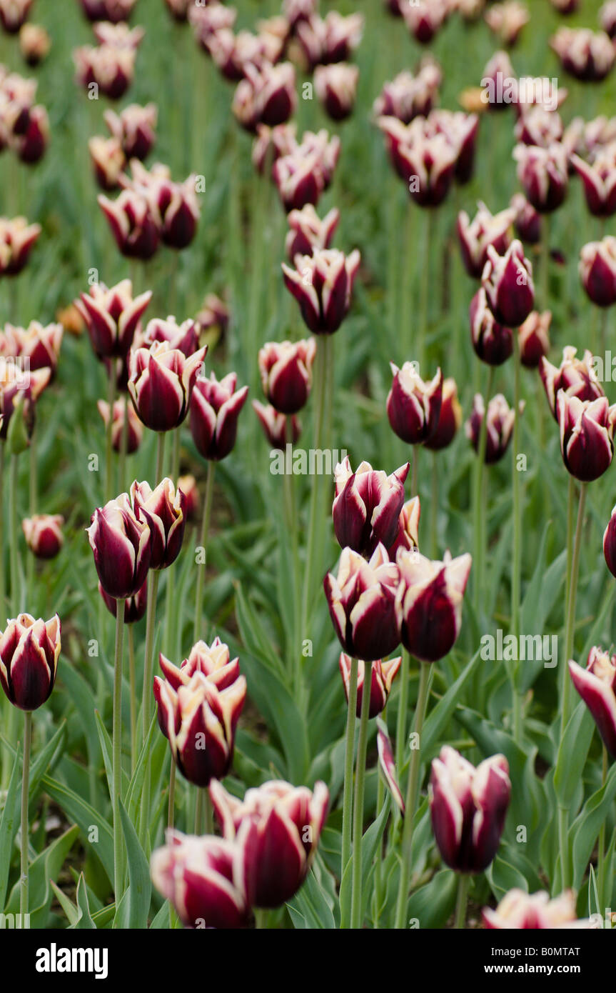 Tulipes au jardin public de Boston MA. Banque D'Images