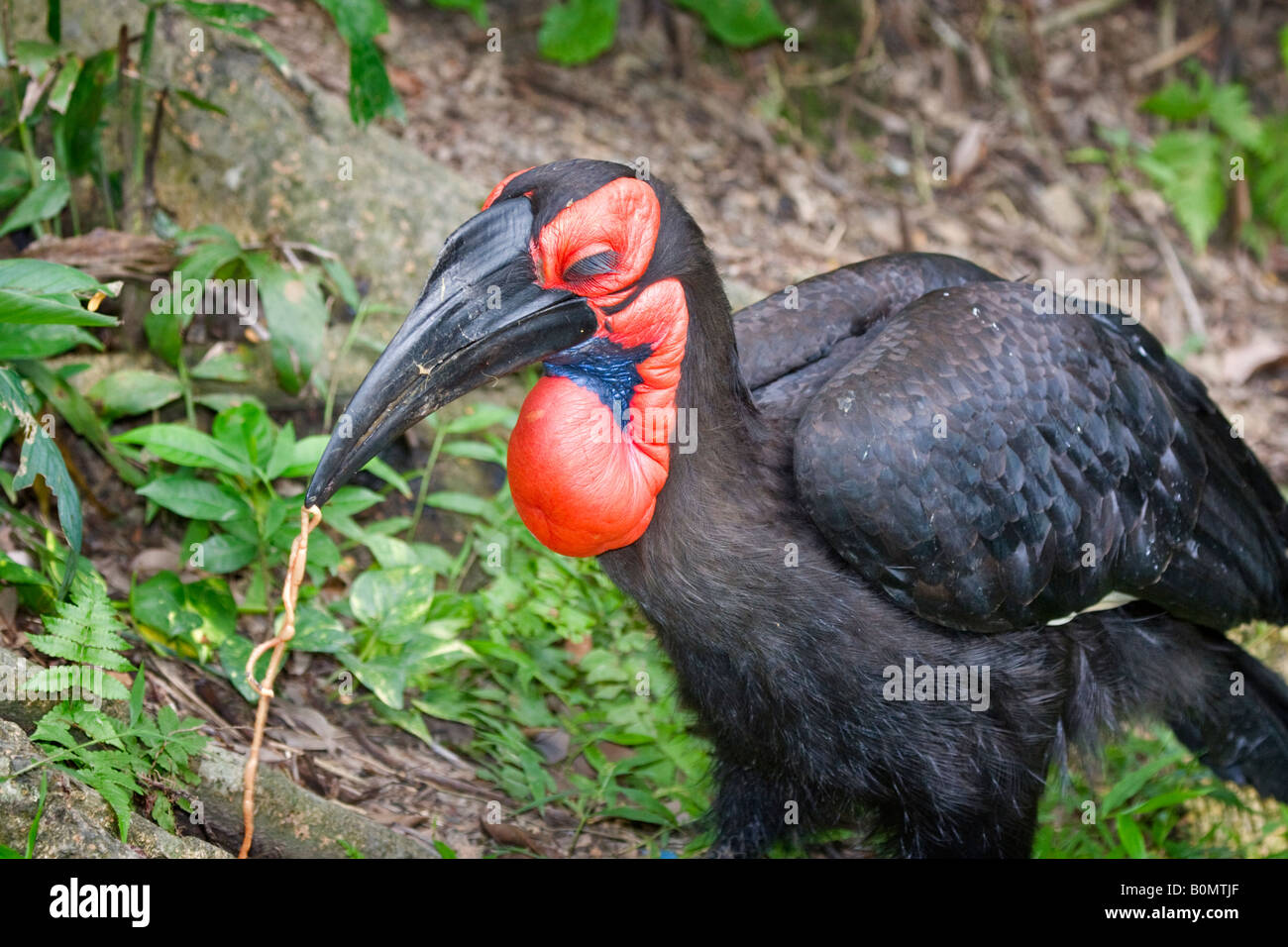 Calao terrestre du sud bucorvus leadbeateri ou cafer Banque D'Images Calao terrestre du sud bucorvus leadbeateri ou cafer Banque D'Images