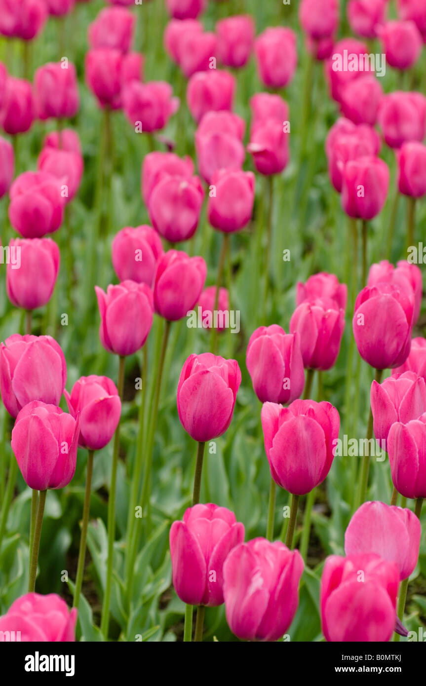 Tulipe rose dans les jardins publics de Boston MA. Banque D'Images