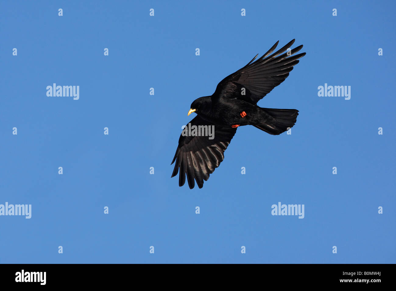Alpine chough ou bec jaune Pyrrhocorax graculus le nord de l'Espagne Banque D'Images