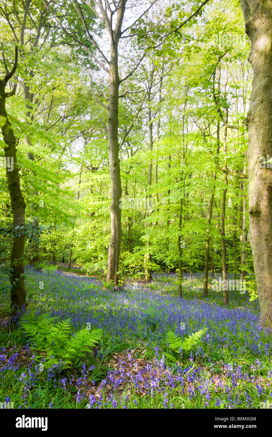 Jacinthes et arbres à feuilles caduques dans Houghall Woods, Durham, England, UK Banque D'Images