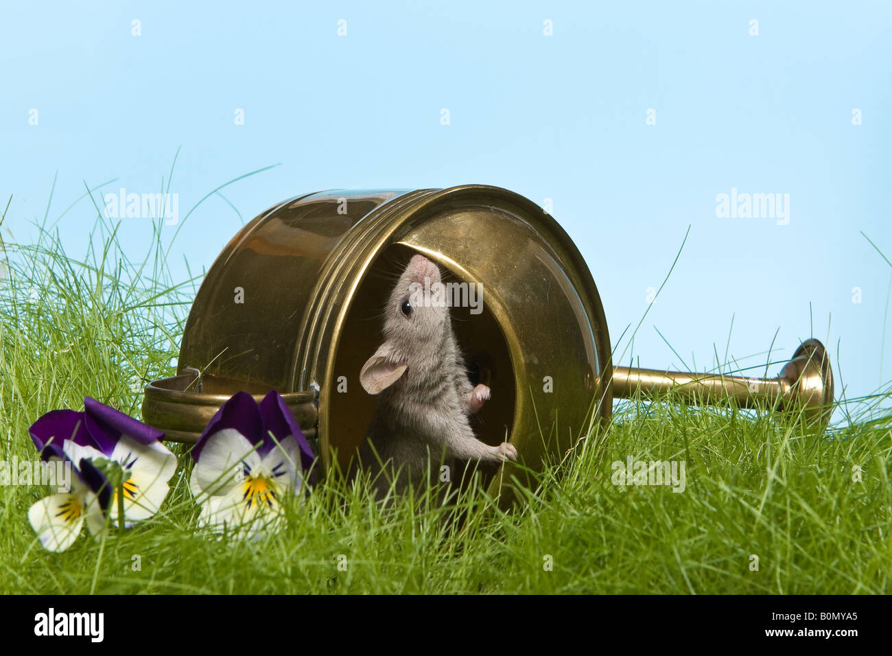 Peu de gris souris consulter la météo dans un arrosoir Banque D'Images